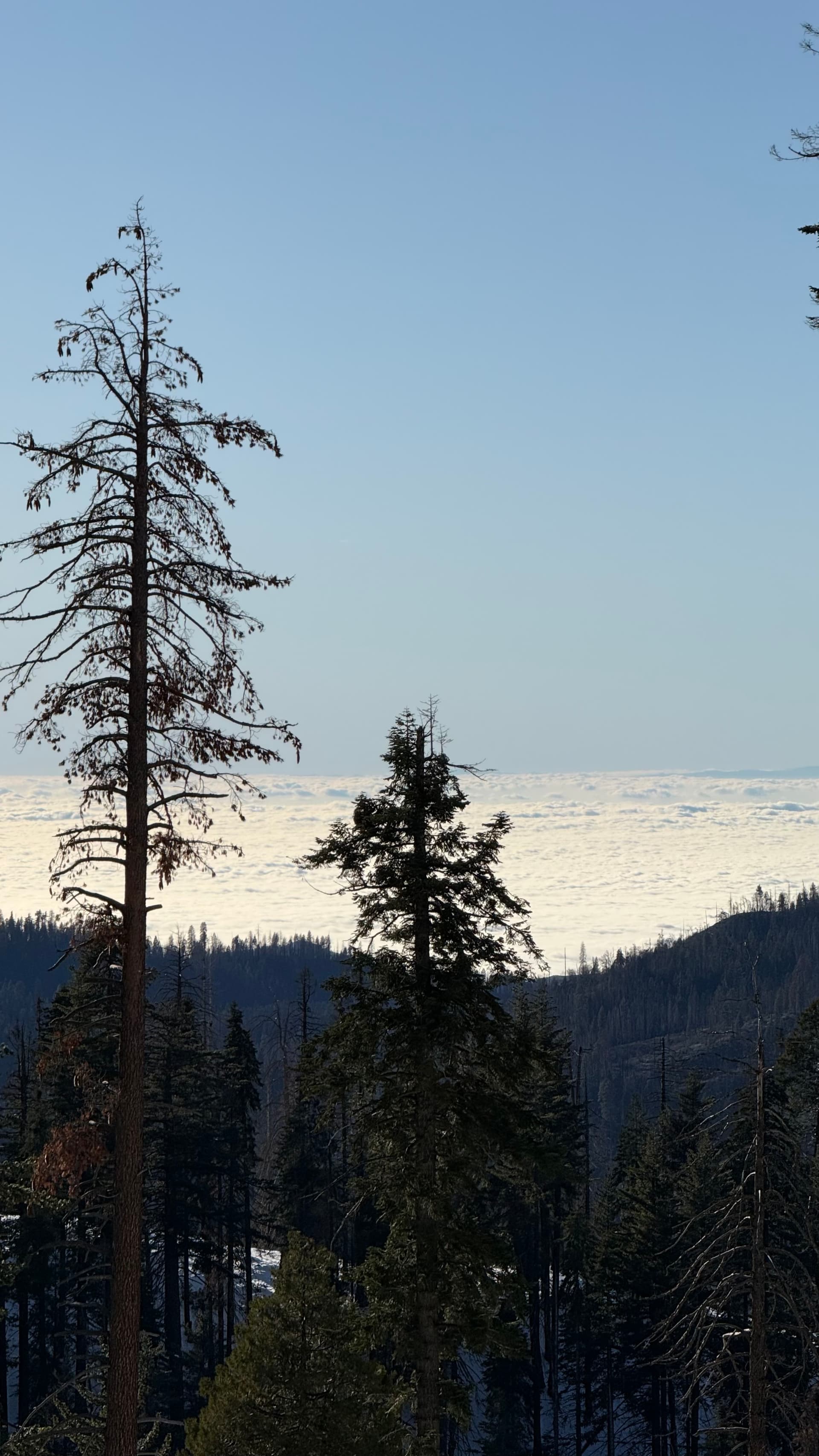 Sequoia mountain view