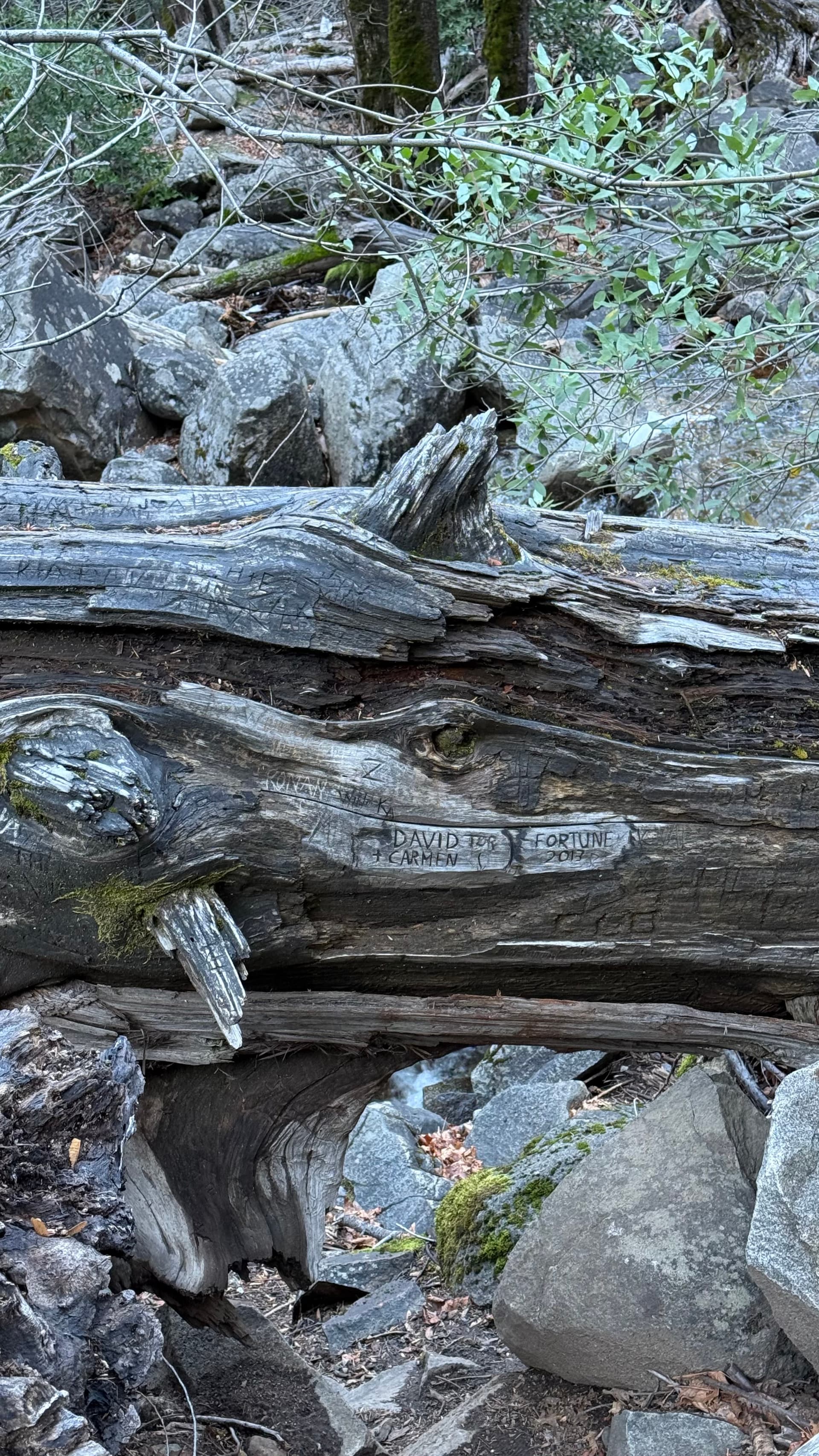 Fallen tree in the forest