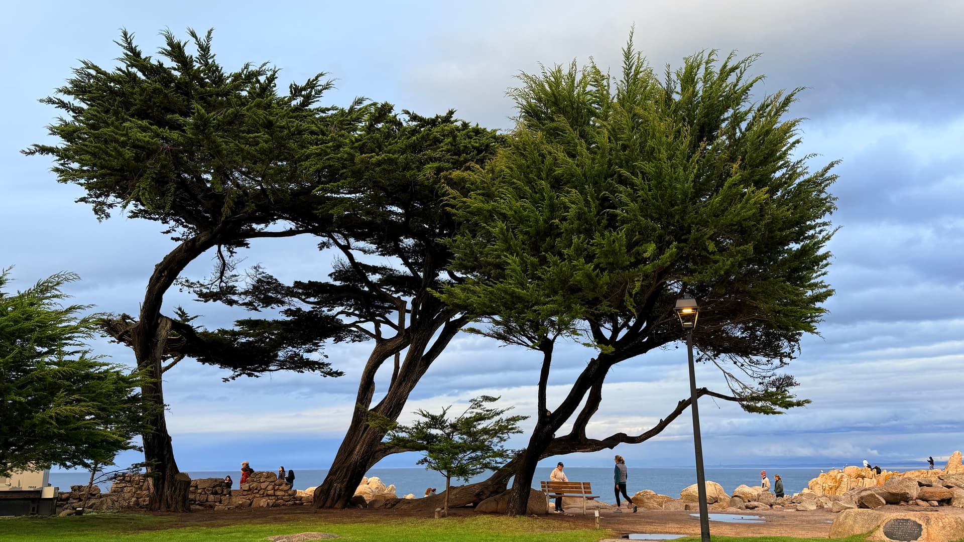 Monterey cypress by the coast